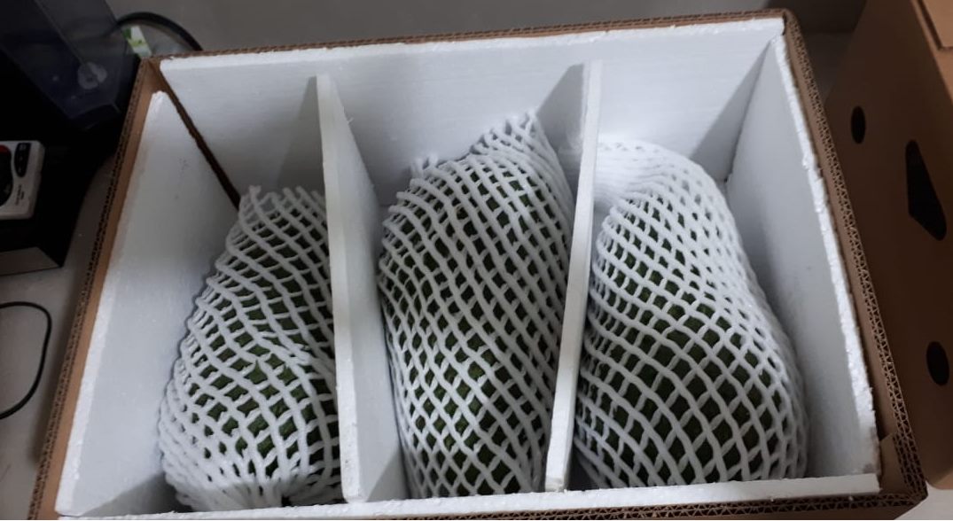 Guanábana fresca en caja de exportación Guanabanito